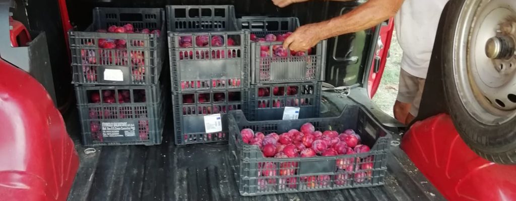 cassette di frutta